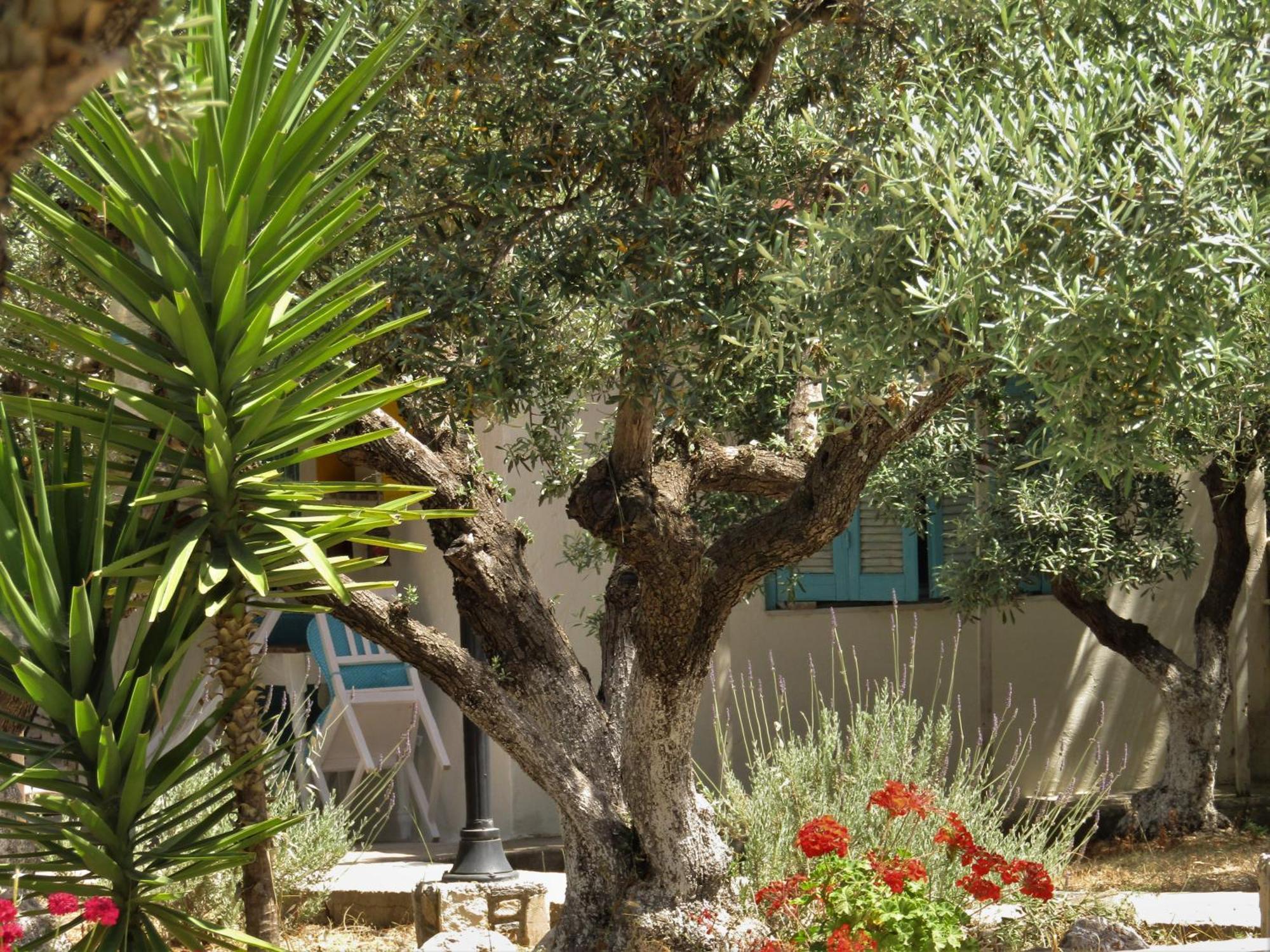 Asklipion Valley Guest House بلدة كوس المظهر الخارجي الصورة